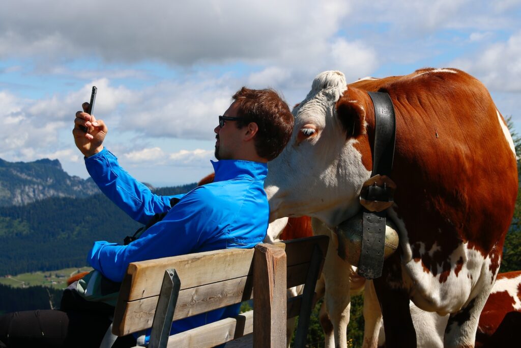 boy in blue jacket sitting on brown wooden bench with white and brown cow on his